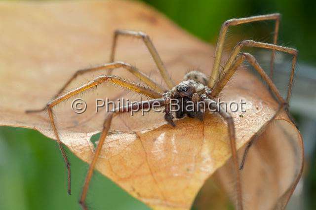 Agelenidae_9264.JPG - France, Araneae, Agelenidae, Araignée Tégénaire noire (Tegenaria atrica), Dust Spider